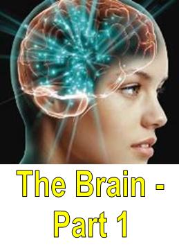 The Brain - Part 1