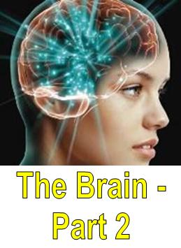 The Brain - Part 2
