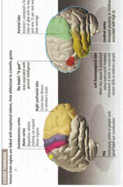 The Brain, Language & Sexuality