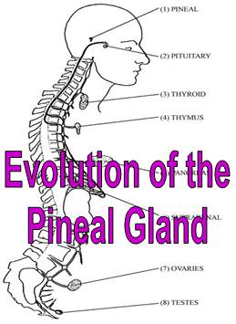 Evolution of the Pineal Gland - Click Image to Close