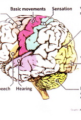 The Dominant Half of the Brain