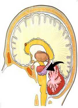 Esoteric Significance of the Hippocampus of the Brain - Click Image to Close