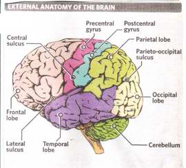 Meditation and the Forebrain - Click Image to Close