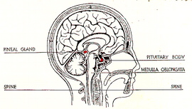Glands in the Head - Click Image to Close