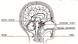 Glands in the Head